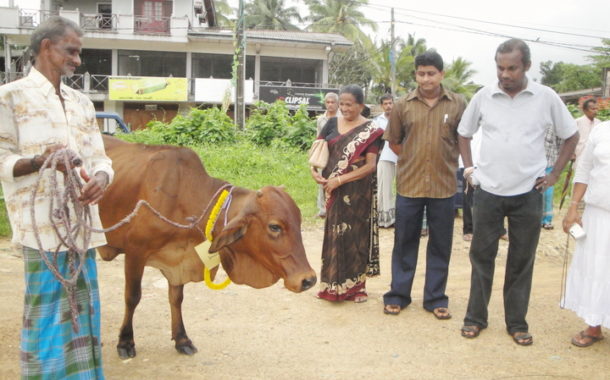 මරණයට කැපවූ ගවයින් 6ක් නිදහස්