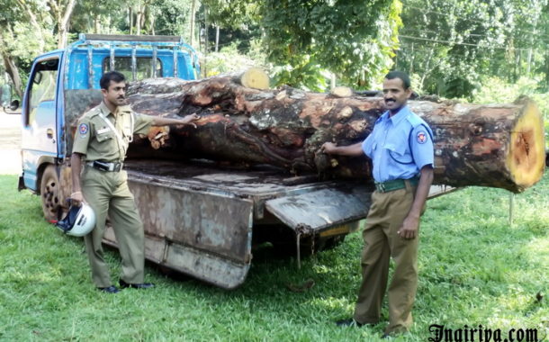 බලපත්‍ර නොමැති කොස් කඳක් අල්ලයි